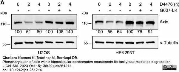 Anti Mouse Ly-6B.2 Alloantigen Antibody, clone 7/4 gallery image 52