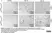 Anti Mouse Ly-6B.2 Alloantigen Antibody, clone 7/4 thumbnail image 53