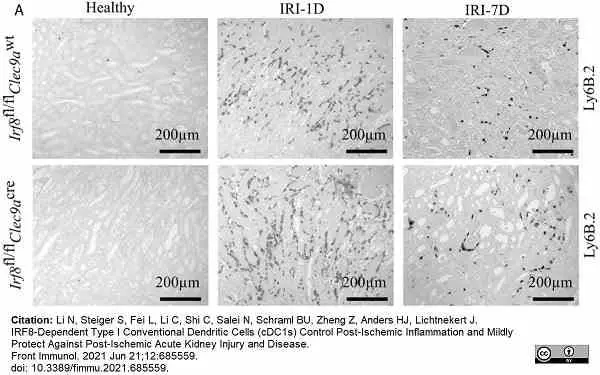 Anti Mouse Ly-6B.2 Alloantigen Antibody, clone 7/4 gallery image 53