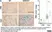Anti Mouse Ly-6B.2 Alloantigen Antibody, clone 7/4 thumbnail image 54