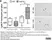 Anti Mouse Ly-6B.2 Alloantigen Antibody, clone 7/4 thumbnail image 56