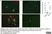 Anti Mouse Ly-6B.2 Alloantigen Antibody, clone 7/4 thumbnail image 57