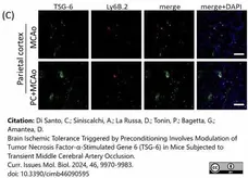 Anti Mouse Ly-6B.2 Alloantigen Antibody, clone 7/4 gallery image 59
