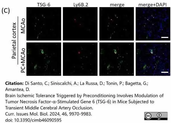 Anti Mouse Ly-6B.2 Alloantigen Antibody, clone 7/4 gallery image 59