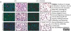 Anti Mouse Ly-6B.2 Alloantigen Antibody, clone 7/4 gallery image 8