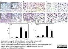 Anti Mouse Ly-6B.2 Alloantigen Antibody, clone 7/4 gallery image 9