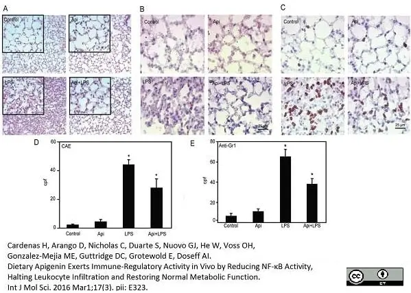 Anti Mouse Ly-6B.2 Alloantigen Antibody, clone 7/4 gallery image 9