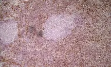 Anti Mouse Ly-6C Antibody, clone ER-MP20 gallery image 1