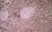 Anti Mouse Ly-6C Antibody, clone ER-MP20 thumbnail image 1