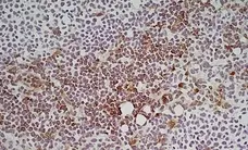 Anti Mouse Ly-6C Antibody, clone ER-MP20 gallery image 3