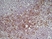 Anti Mouse Ly-6C Antibody, clone ER-MP20 thumbnail image 3