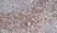 Anti Mouse Ly-6C Antibody, clone ER-MP20 thumbnail image 3