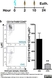 Anti Mouse Ly-6C Antibody, clone ER-MP20 thumbnail image 4
