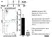 Anti Mouse Ly-6C Antibody, clone ER-MP20 thumbnail image 4