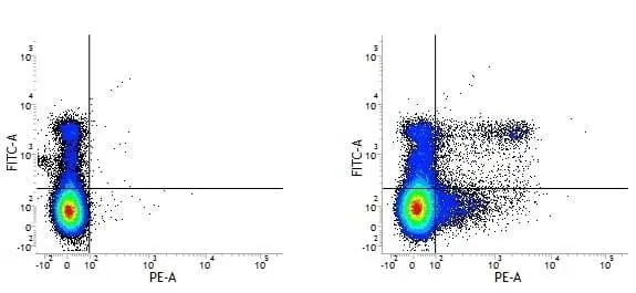 Anti Mouse Ly-6C Antibody, clone ER-MP20 gallery image 7