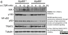 Anti Mouse Lymphotoxin Beta Receptor Antibody, clone 5G11b gallery image 2