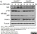 Anti Mouse Lymphotoxin Beta Receptor Antibody, clone 5G11b thumbnail image 2