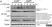 Anti Mouse Lymphotoxin Beta Receptor Antibody, clone 5G11b thumbnail image 2