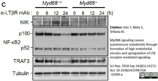 Anti Mouse Lymphotoxin Beta Receptor Antibody, clone 5G11b gallery image 2