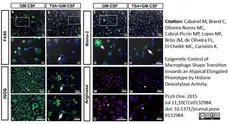 Anti Mouse Macrophages/Monocytes Antibody, clone MOMA-2 gallery image 11