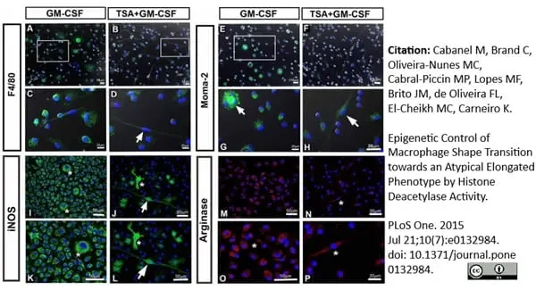 Anti Mouse Macrophages/Monocytes Antibody, clone MOMA-2 gallery image 11