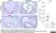 Anti Mouse Macrophages/Monocytes Antibody, clone MOMA-2 thumbnail image 13