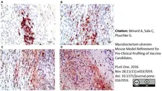 Anti Mouse Macrophages/Monocytes Antibody, clone MOMA-2 gallery image 16