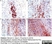 Anti Mouse Macrophages/Monocytes Antibody, clone MOMA-2 thumbnail image 16