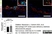 Anti Mouse Macrophages/Monocytes Antibody, clone MOMA-2 thumbnail image 17