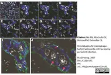 Anti Mouse Macrophages/Monocytes Antibody, clone MOMA-2 gallery image 18