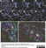 Anti Mouse Macrophages/Monocytes Antibody, clone MOMA-2 thumbnail image 18