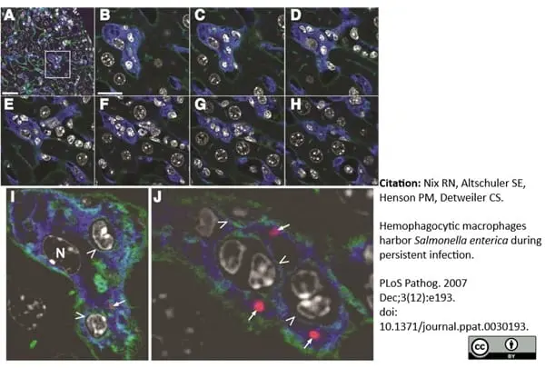 Anti Mouse Macrophages/Monocytes Antibody, clone MOMA-2 gallery image 18