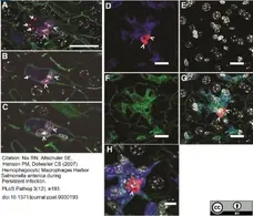 Anti Mouse Macrophages/Monocytes Antibody, clone MOMA-2 gallery image 19