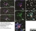 Anti Mouse Macrophages/Monocytes Antibody, clone MOMA-2 thumbnail image 19