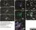 Anti Mouse Macrophages/Monocytes Antibody, clone MOMA-2 thumbnail image 19