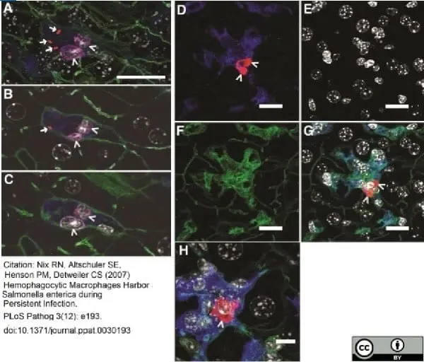 Anti Mouse Macrophages/Monocytes Antibody, clone MOMA-2 gallery image 19