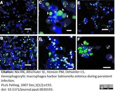 Anti Mouse Macrophages/Monocytes Antibody, clone MOMA-2 gallery image 20