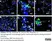 Anti Mouse Macrophages/Monocytes Antibody, clone MOMA-2 thumbnail image 20