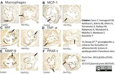 Anti Mouse Macrophages/Monocytes Antibody, clone MOMA-2 gallery image 21
