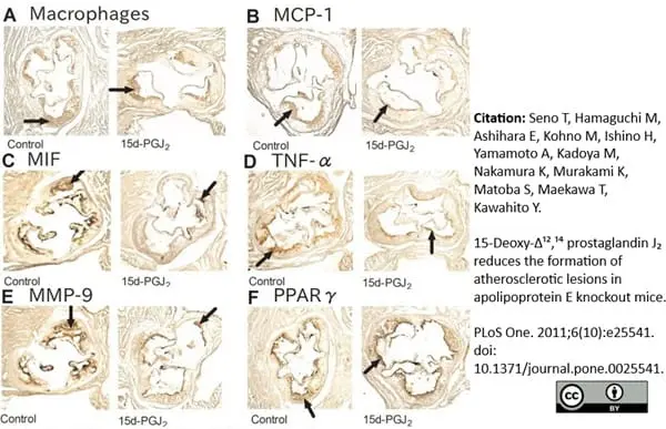 Anti Mouse Macrophages/Monocytes Antibody, clone MOMA-2 gallery image 21