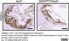 Anti Mouse Macrophages/Monocytes Antibody, clone MOMA-2 gallery image 23
