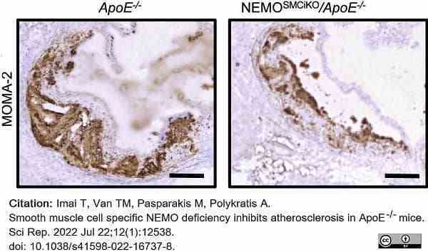 Anti Mouse Macrophages/Monocytes Antibody, clone MOMA-2 gallery image 23