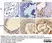 Anti Mouse Macrophages/Monocytes Antibody, clone MOMA-2 thumbnail image 24