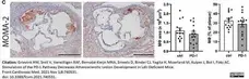 Anti Mouse Macrophages/Monocytes Antibody, clone MOMA-2 gallery image 25