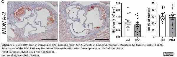 Anti Mouse Macrophages/Monocytes Antibody, clone MOMA-2 gallery image 25