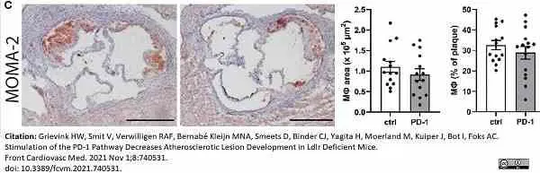 Anti Mouse Macrophages/Monocytes Antibody, clone MOMA-2 gallery image 25