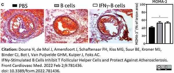 Anti Mouse Macrophages/Monocytes Antibody, clone MOMA-2 gallery image 26