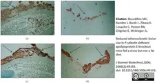 Anti Mouse Macrophages/Monocytes Antibody, clone MOMA-2 gallery image 3