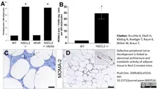 Anti Mouse Macrophages/Monocytes Antibody, clone MOMA-2 gallery image 4