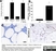 Anti Mouse Macrophages/Monocytes Antibody, clone MOMA-2 thumbnail image 4